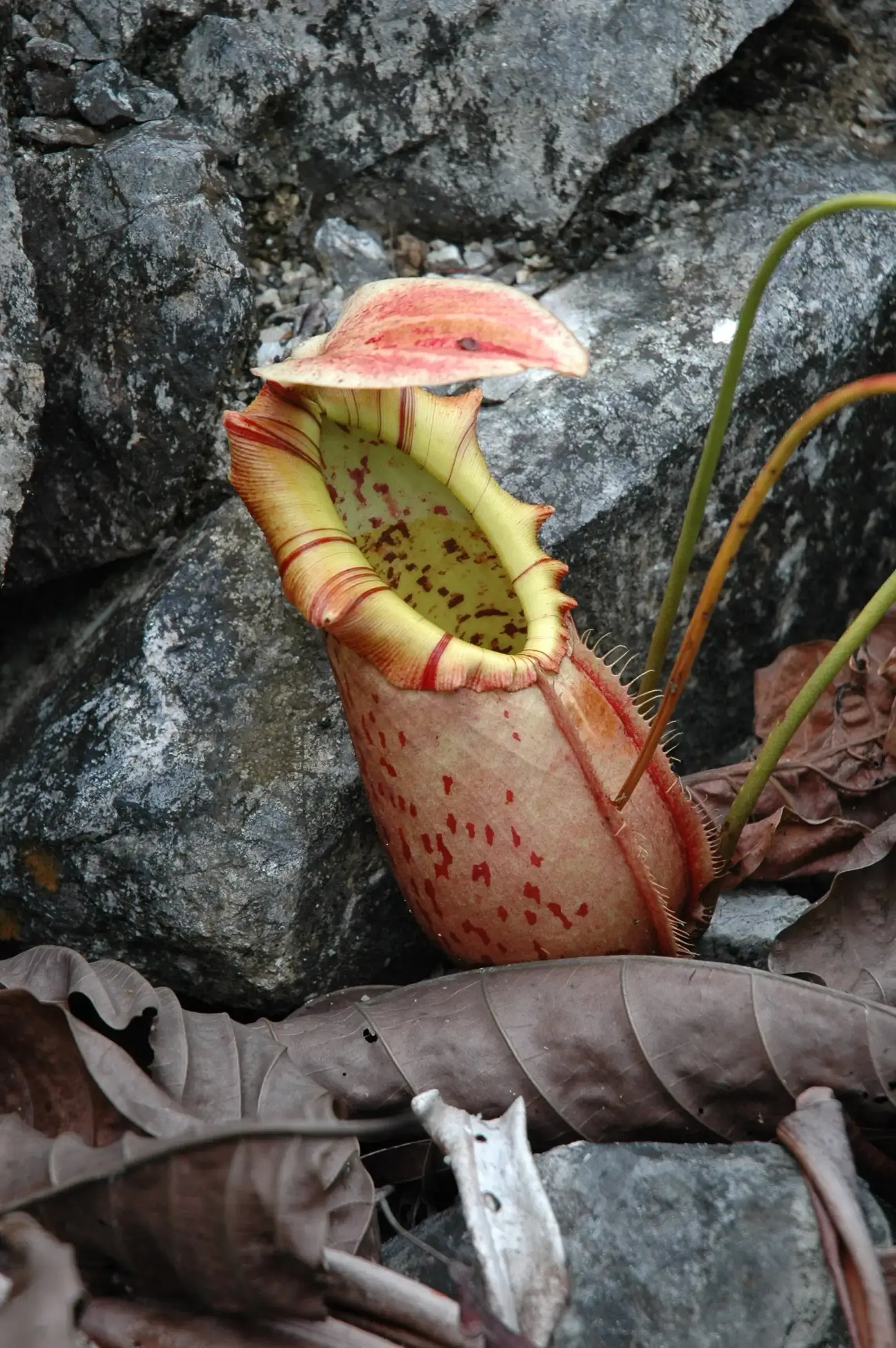 Carnivorous Pitcher Plants: Turning Rainwater Into a Death Trap (Image Credits: Wikimedia)