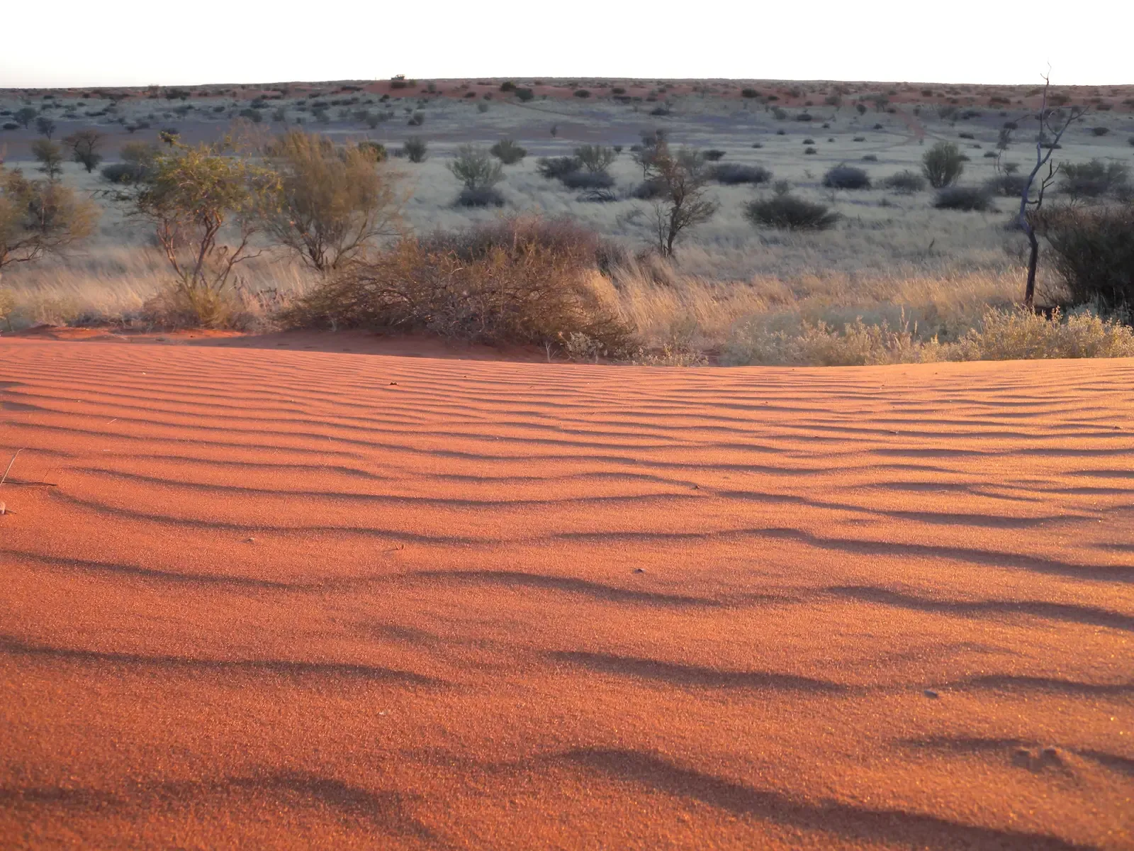 9. The Kalahari Margins, Southern Africa: Shifting Dunes and Expanding Settlements (Kalahari Dunes, Namibia, CC BY 2.0)