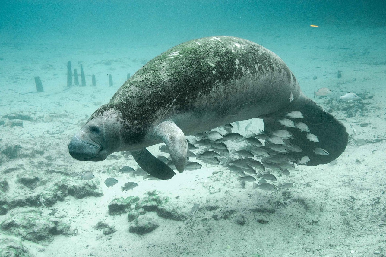 Taurus (April 20 - May 20): The Gentle Manatee (Image Credits: Pixabay)