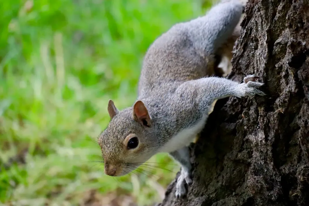 Why Squirrels Sometimes Vanish All at Once (No Earthquake Required) (Image Credits: Unsplash)