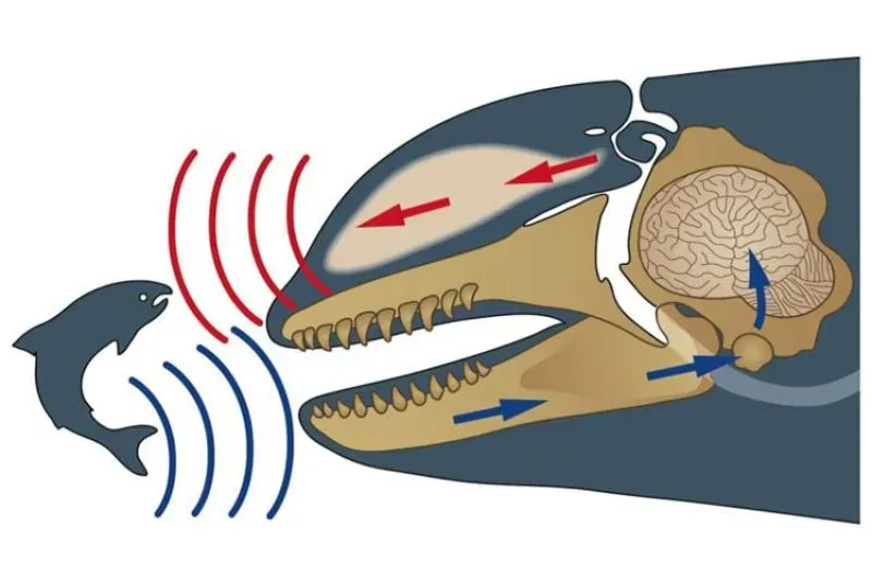 Animal Earthquake Warnings We Still Can’t Read (Image Credits: Wikimedia)