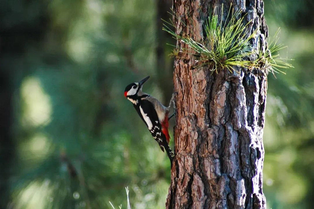 How Woodpeckers Quietly Shape Forest Structure Over Time (Image Credits: Unsplash)