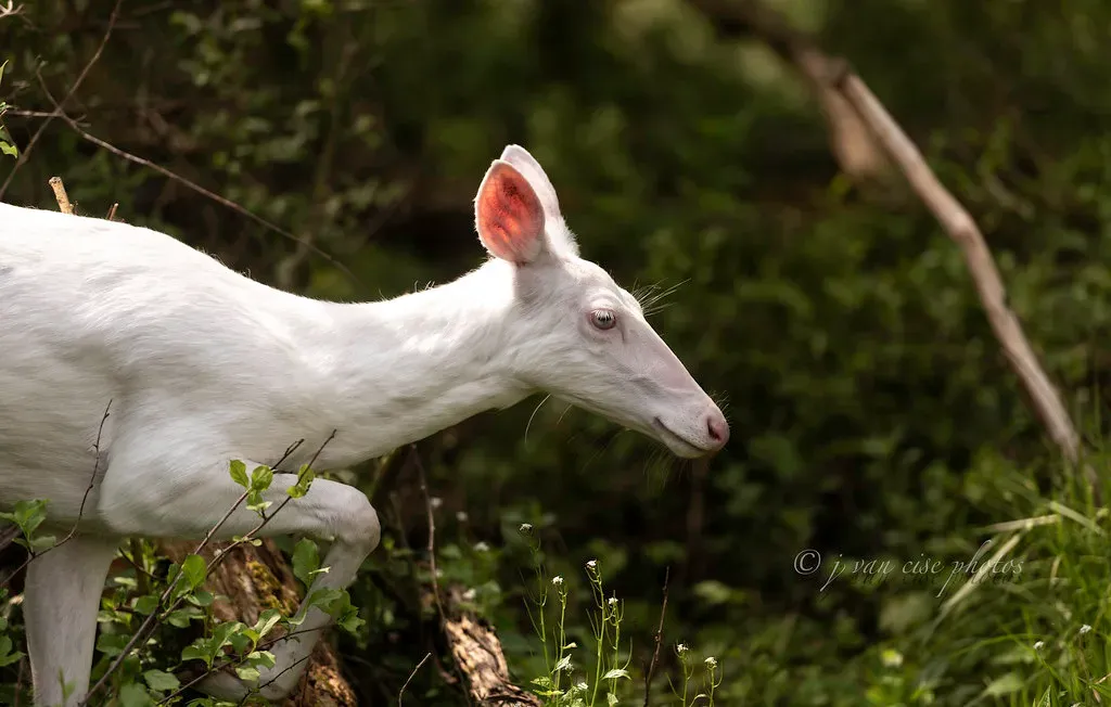 Ethical Hunting And The White Deer As A Moral Mirror (j van cise photos, Flickr, CC BY 2.0)