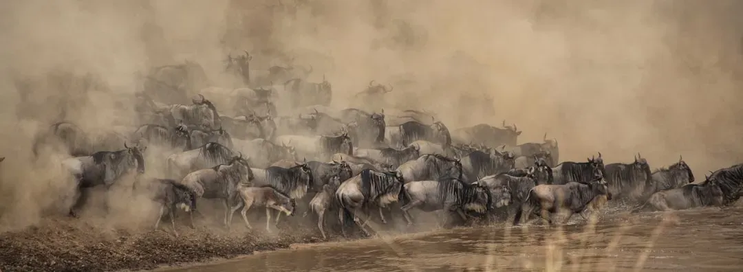 5. The Great Wildebeest Migration: Millions Move, But No One Leads (Image Credits: Unsplash)