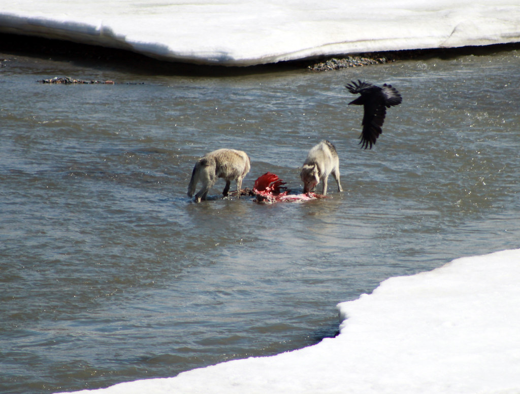 Ravens as Scouts and Early Warning Systems (Image Credits: Flickr)