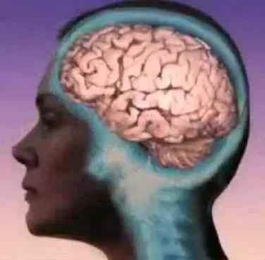 #6 - The Brain Stays Plastic Throughout Life, Not Just in Childhood (By National Institute of Health, Public domain)
