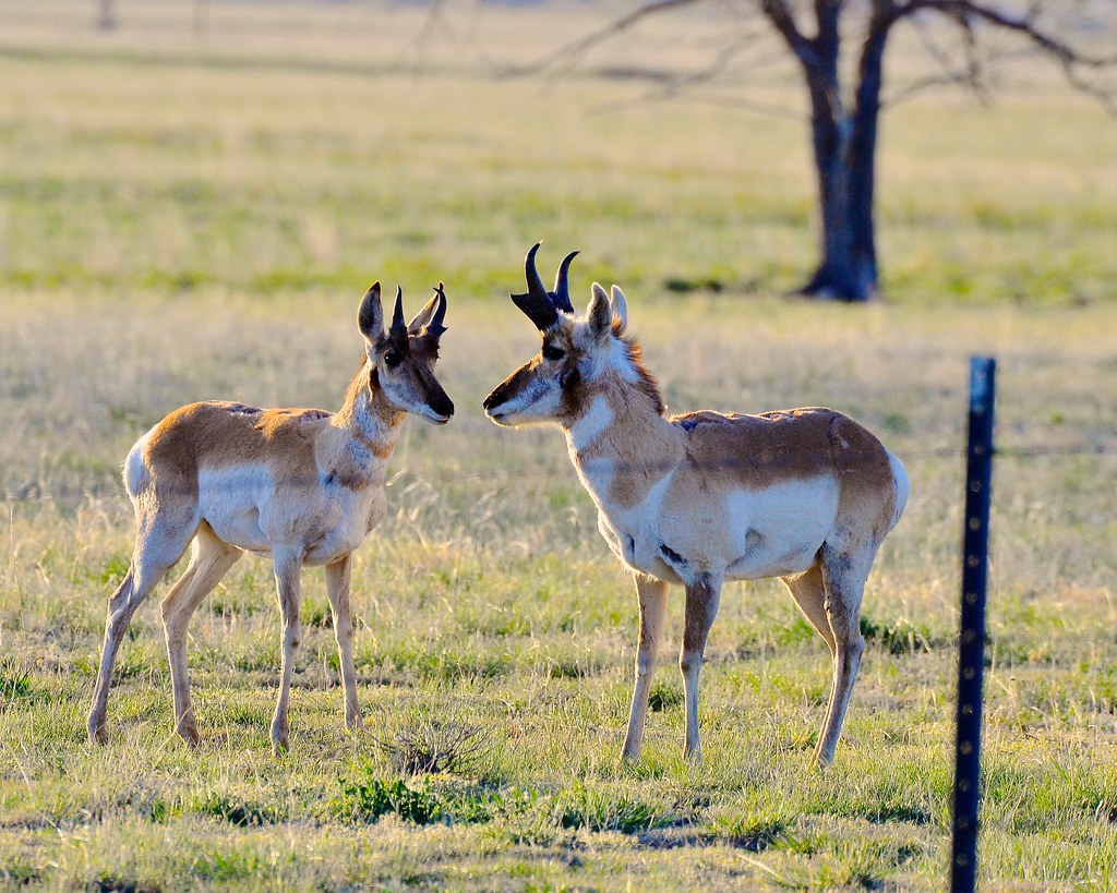 Breaking Down the Fence Barrier (Image Credits: Flickr)