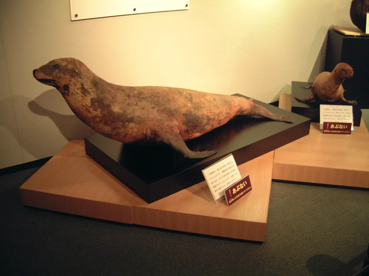 #5 - The Japanese Sea Lion: A "Nuisance" Hunted Off the Map (Contributor Pagemoral takes a photograph, CC BY-SA 3.0)