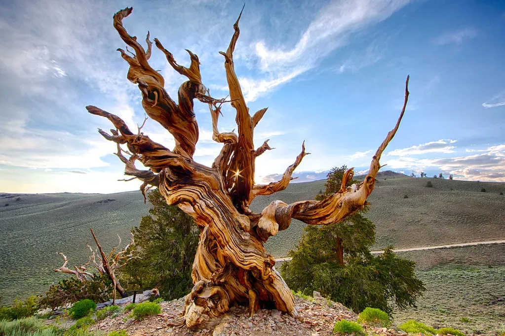 The Methuselah Trees: Ancient Bristlecones of the High Sierra (Image Credits: Flickr)