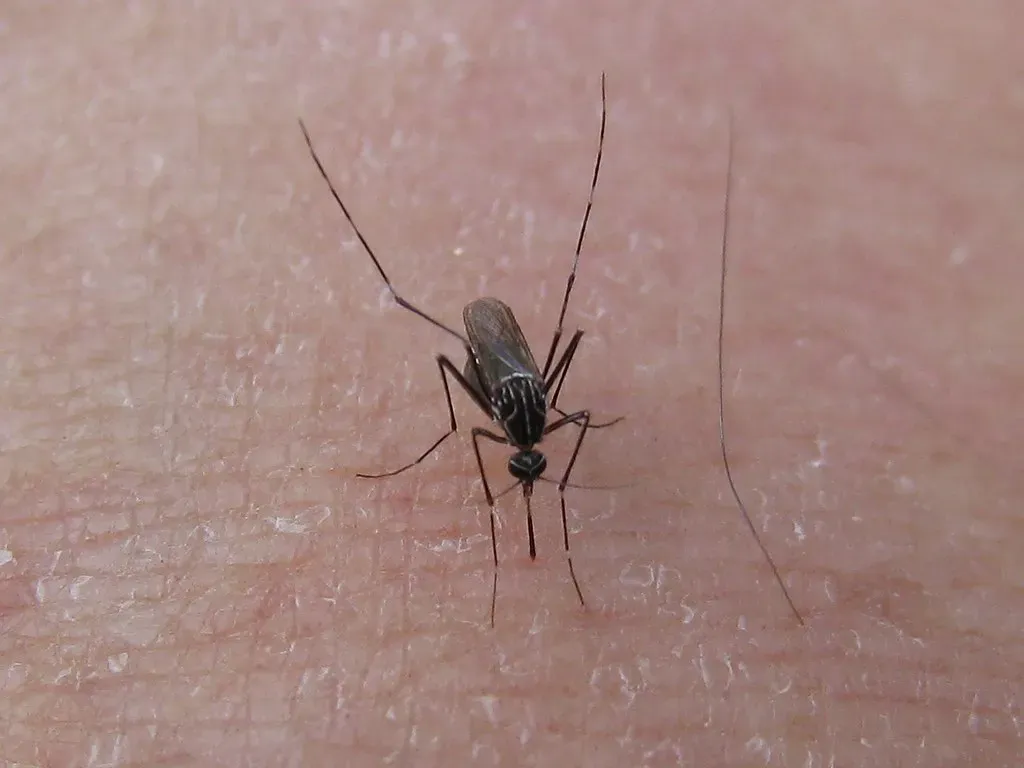 10. Mosquitoes and Biting Flies: Tiny Insects, Big Consequences (John Tann, Flickr, CC BY 2.0)