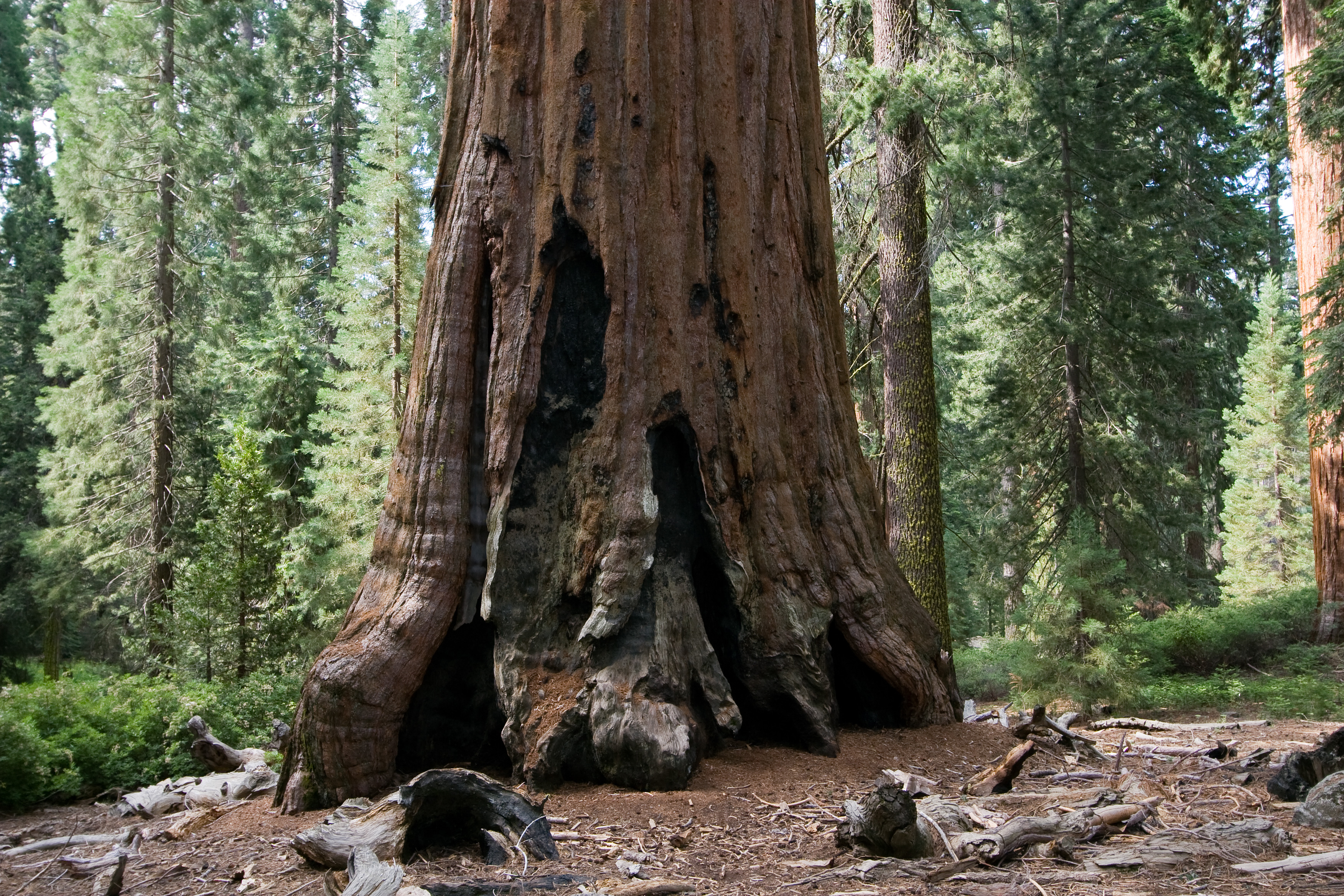 The Hidden Clues (Image Credits: Wikimedia)