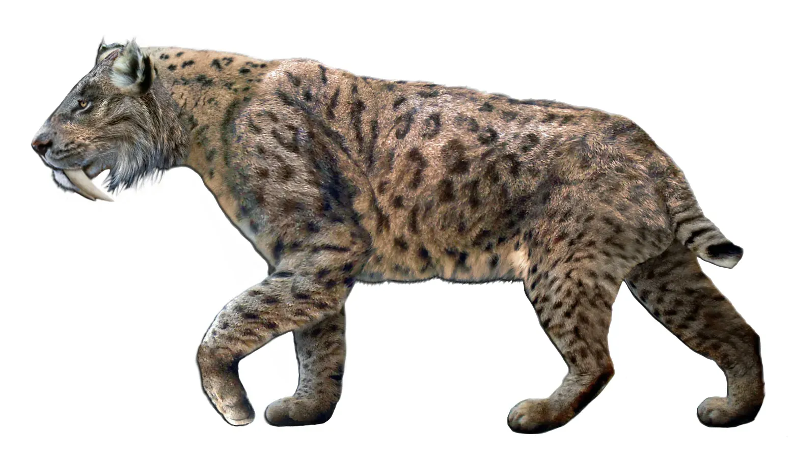 Smilodon: The Intense Guardian ((Original text: self-made) and http://dantheman9758.deviantart.com/art/Wiki-Smilodon-78082433, CC BY 3.0)