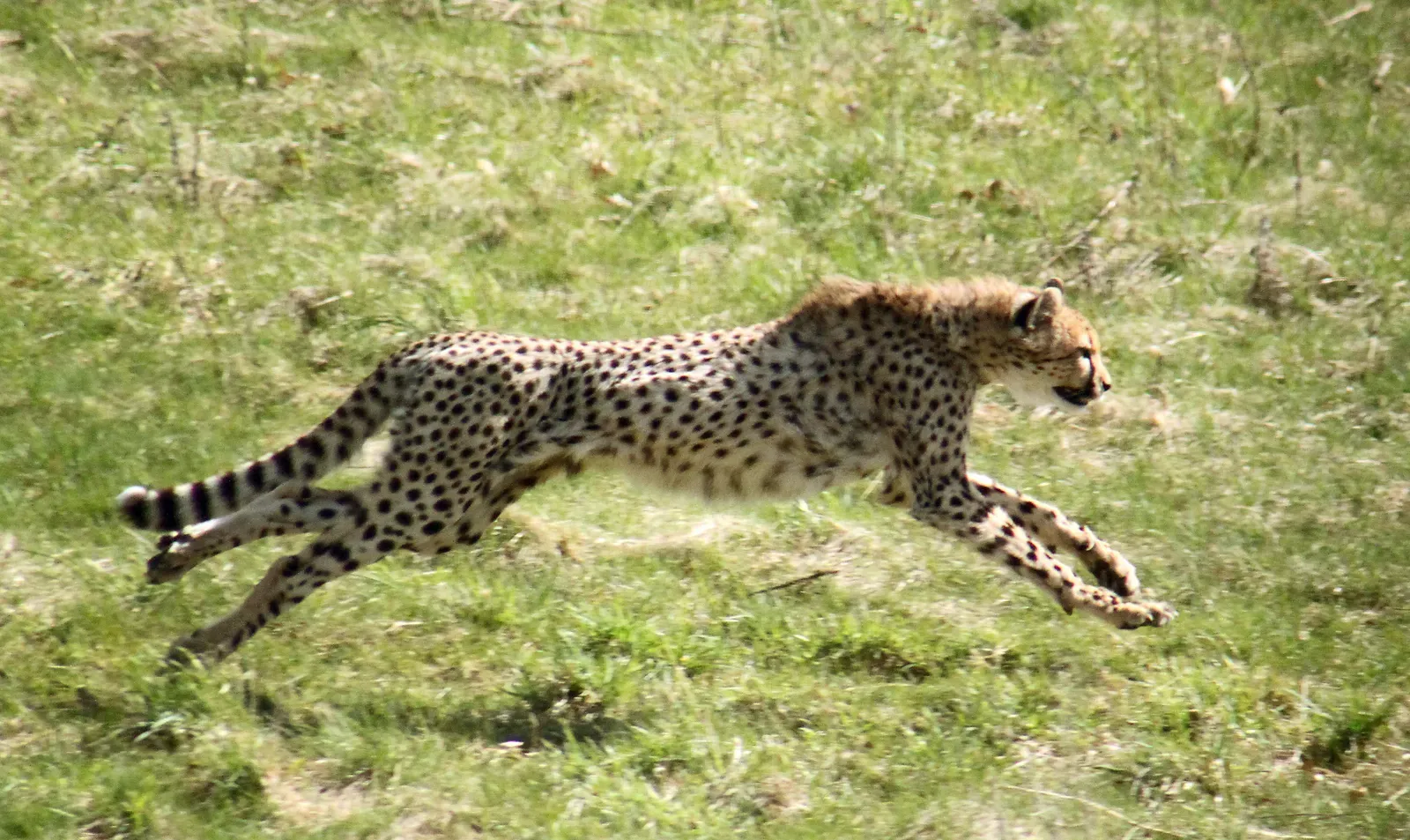 1. A supercharged spine that works like a spring (By Malene Thyssen, CC BY-SA 3.0)