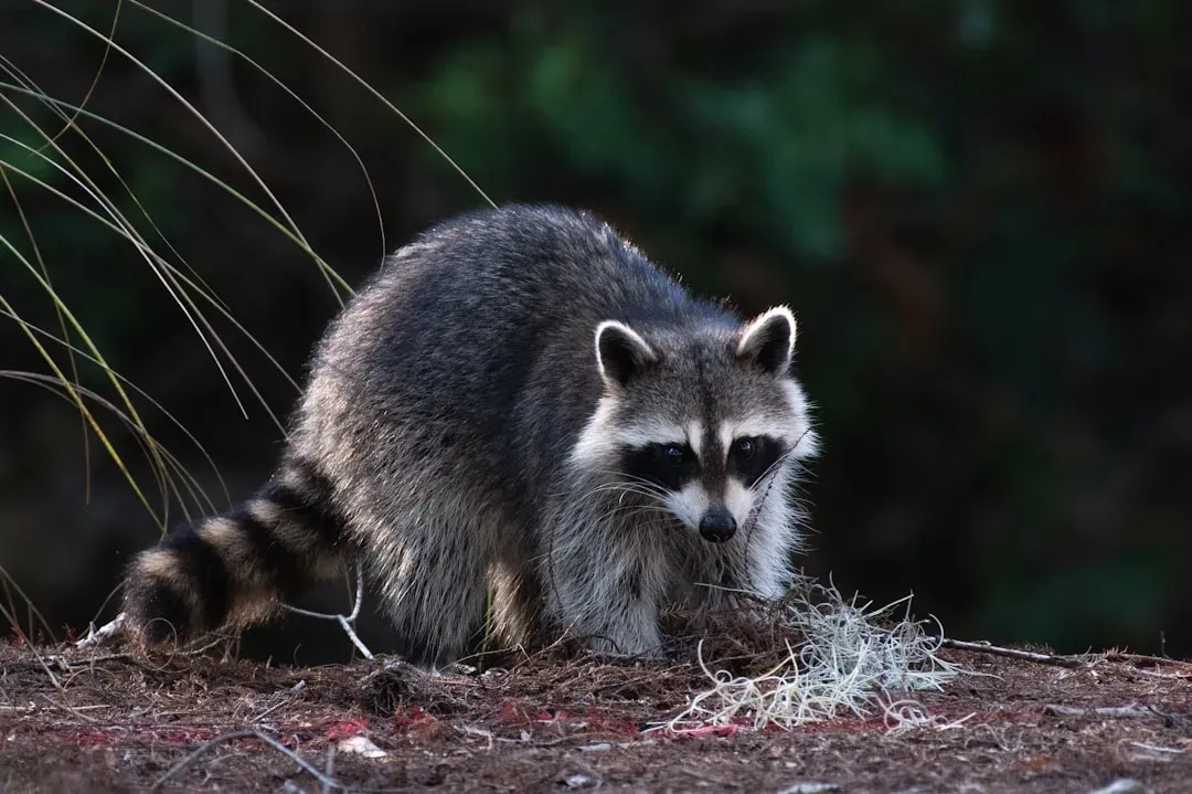 Aquarius – The Raccoon Scavenging for Hidden Treasures (Image Credits: Unsplash)