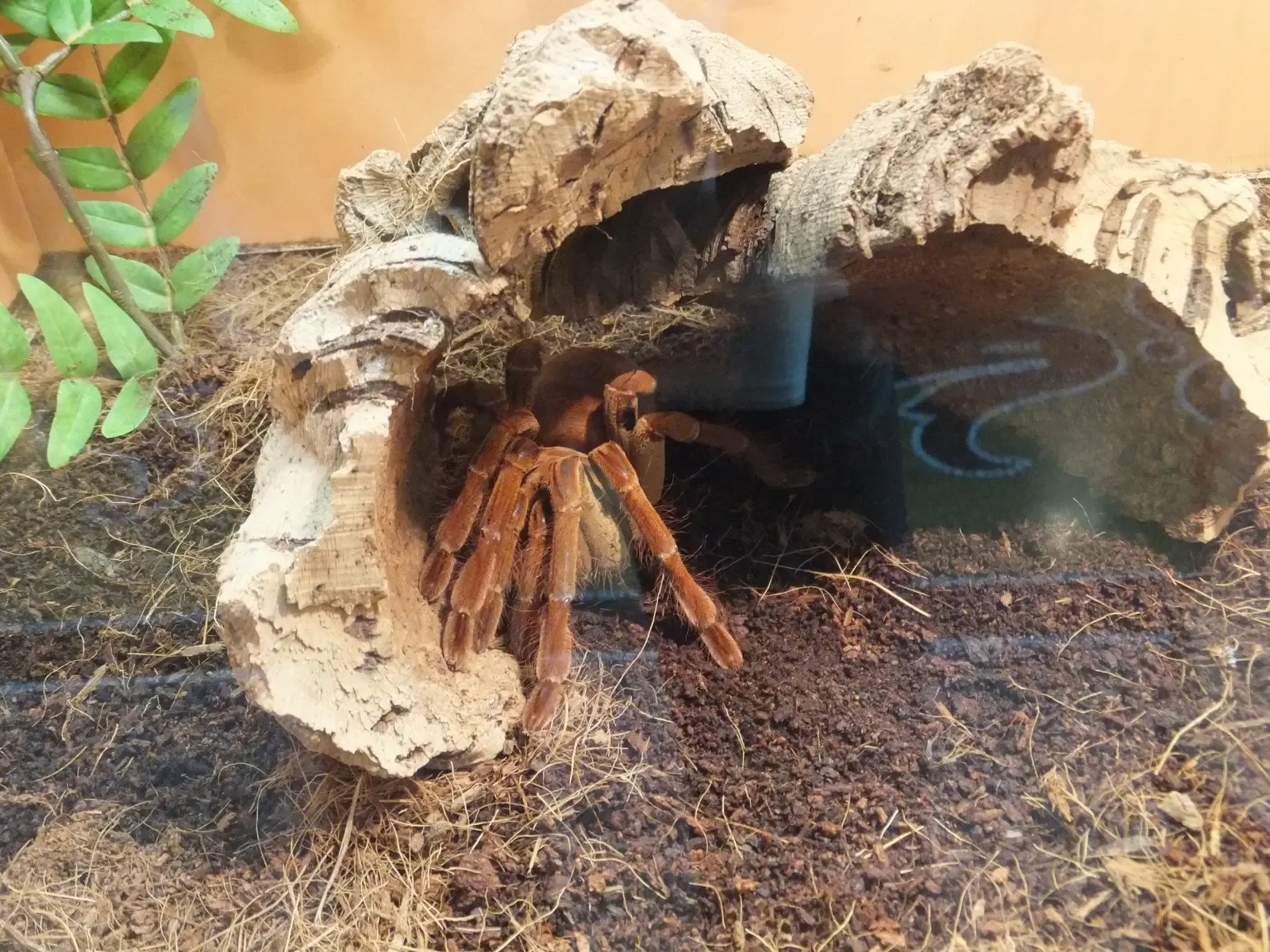 The Goliath Birdeater Takes the Crown (Image Credits: Wikimedia)