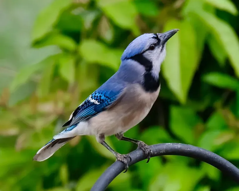From Simple Mimicry To Suspected Deception (Image Credits: Pexels)
