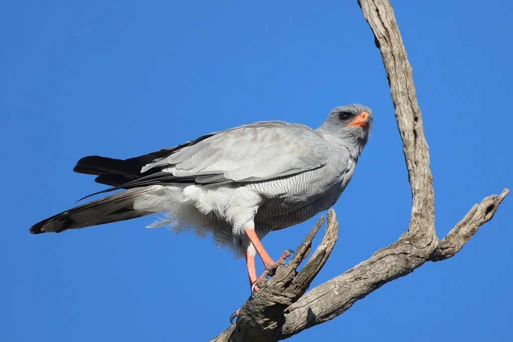 Libra – The Elegant Opportunist (Pale Chanting Goshawk) (flowcomm, Flickr, CC BY 2.0)