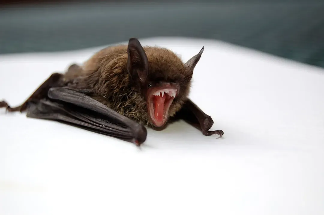 #5 - Bats That Use Social "Names" and Voiceprint Recognition (Image Credits: Unsplash)