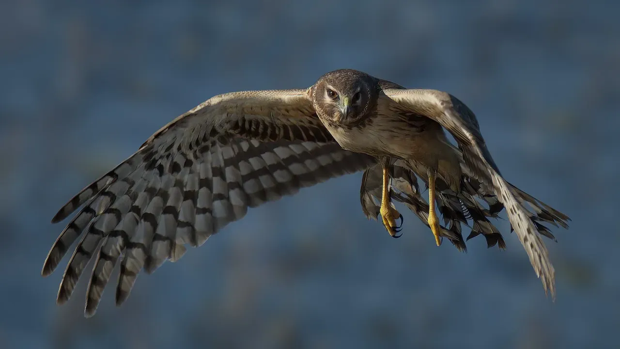 Virgo – The Northern Harrier (Image Credits: Pixabay)