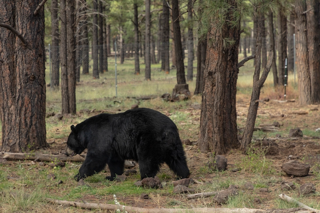 Black Bears March Into New States (Image Credits: Rawpixel)