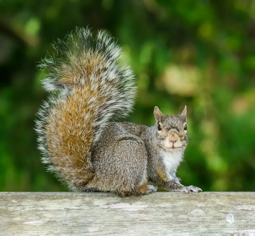The Squirrel Tail: A Tiny, Hyper-Expressive Signal System (Image Credits: Unsplash)