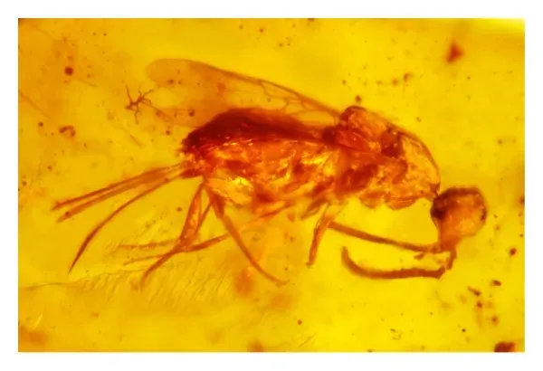 #12 - The Venus Flytrap Wasp With an Abdomen No One Expected (George Poinar Jr., “Evolutionary History of Terrestrial Pathogens and Endoparasites as Revealed in Fossils and Subfossils,” Advances in Biology, vol. 2014, Article ID 181353, 29 pages, 2014. doi:10.1155/2014/181353, CC BY 3.0)