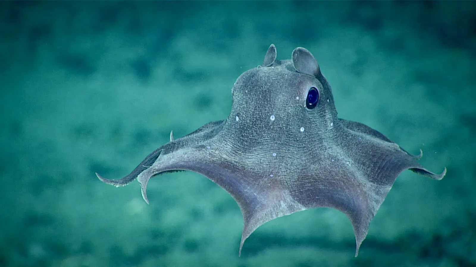 9. Dumbo Octopus – The Deep-Sea Cartoon Come to Life (Dumbo Octopus, CC BY-SA 2.0)