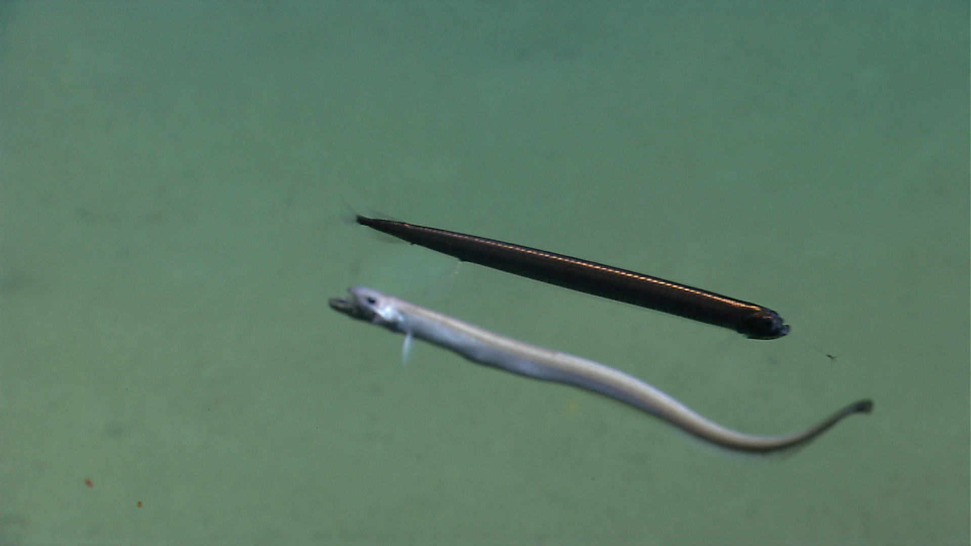 Sagittarius: The Adventurous Dragonfish Explorer (Image Credits: Wikimedia)