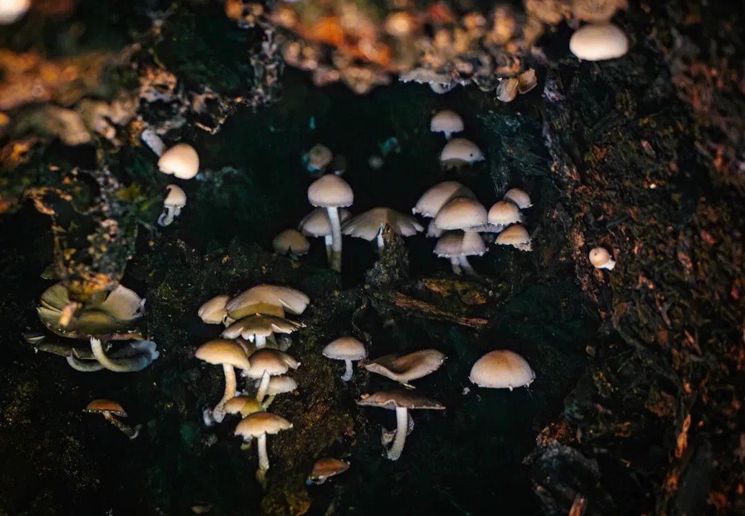 Fungi: The Quiet Power Brokers of the Forest (Image Credits: Unsplash)