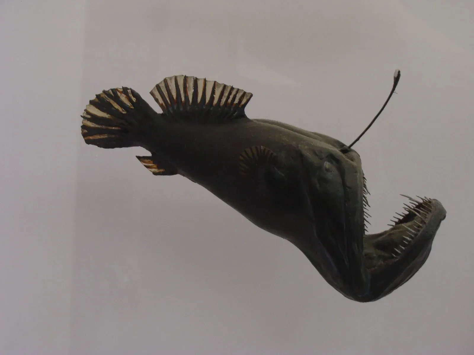 4. Deep-Sea Angler (Black Seadevil): Extreme Adaptation in a Tiny Package (By Fernando Losada Rodríguez, CC BY-SA 4.0)