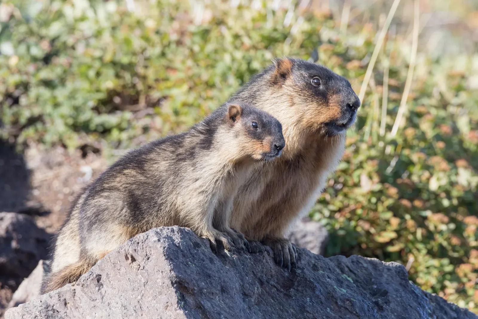 Vancouver Island Marmot (Image Credits: Wikimedia)