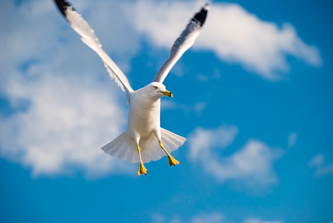 Thrust and Lift Generation: Simultaneous Force Production (Image Credits: Unsplash)