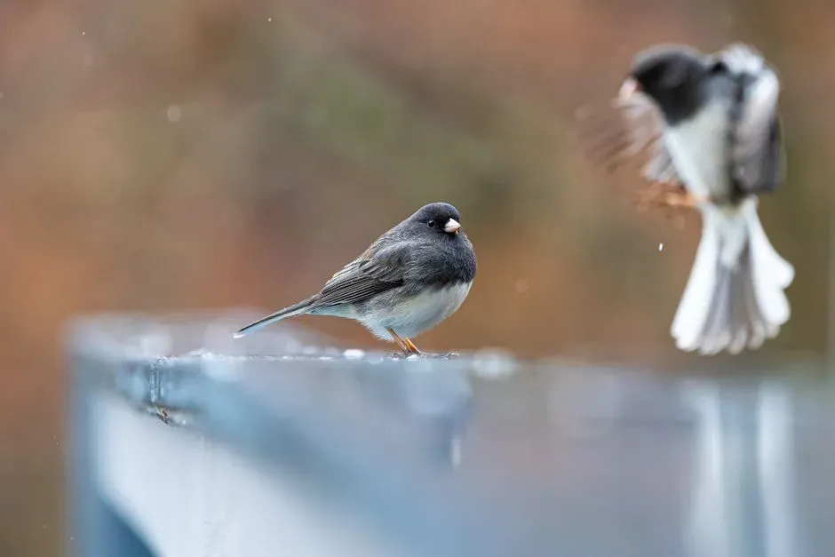 Their Flocking Signals Safety, Social Rules, and Constant Negotiation (Image Credits: Pexels)