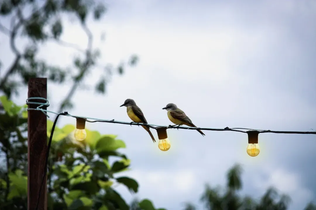 Human Disruption: Lights, Towers, and Changing Skies (Image Credits: Unsplash)