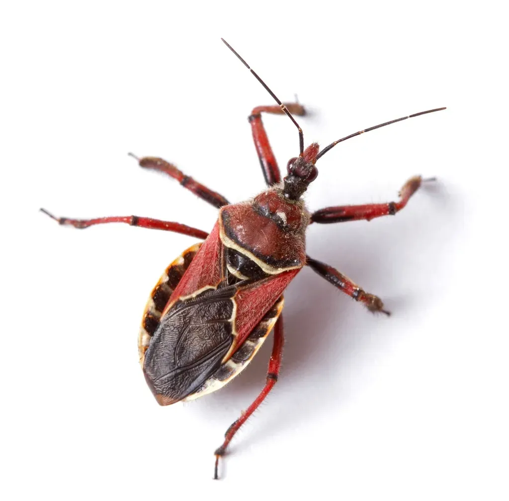 3. Assassin Bugs: Toxic Stab-and-Suck Specialists (Image Credits: Rawpixel)