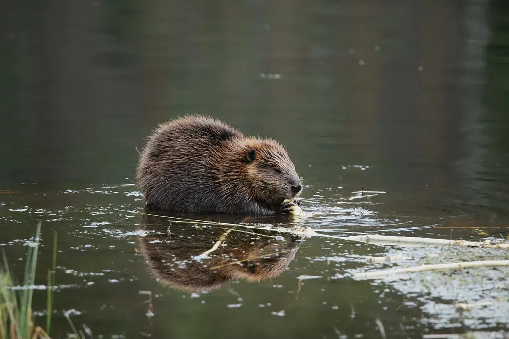 1. Beavers: The Unplanned Climate Adaptation Engineers (irio.jyske, Flickr, CC BY 2.0)