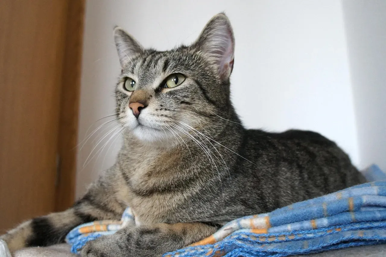 The Surprising Science Behind Cats “Knowing” Where You Are (Image Credits: Pixabay)