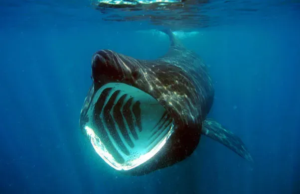The Basking Shark: Second-Largest Fish in the Sea (Image Credits: Flickr)