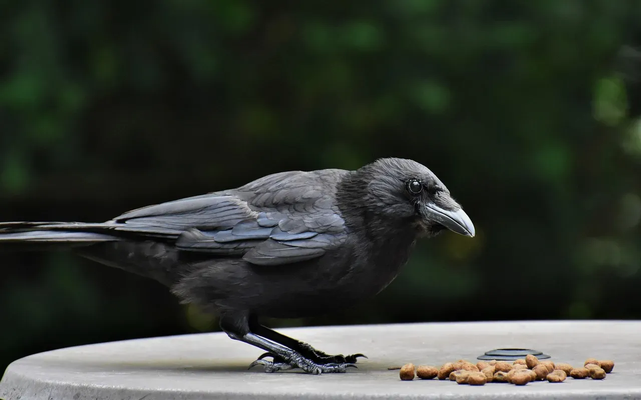 Caching, Deception, And The Roots Of “Lies” In Birds (Image Credits: Pixabay)