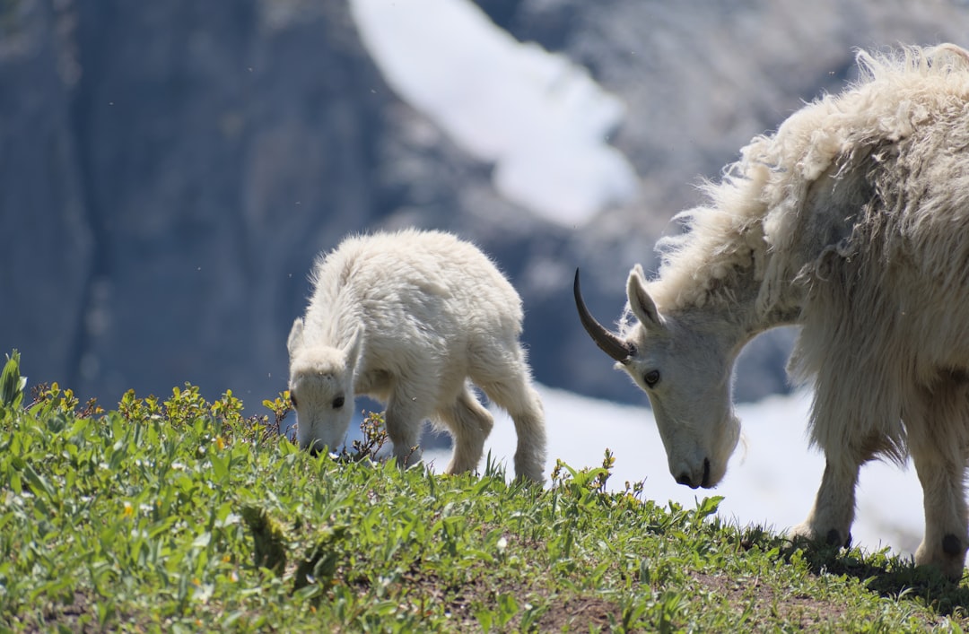 Protective Family Instincts (Image Credits: Unsplash)