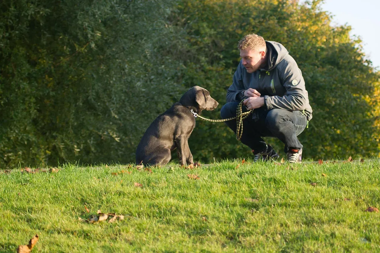 Domestication: How We Helped Build a Brain That Loves Like This (Image Credits: Pixabay)