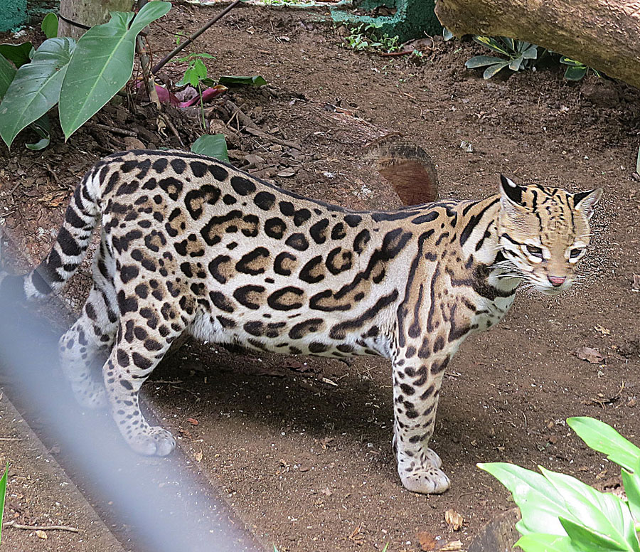 Roads: A Deadly Trap for Ocelots (Image Credits: Wikimedia)