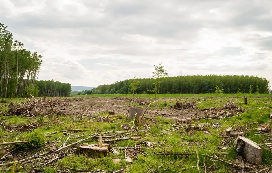 Deforestation Was Complex - and Not Just Human Greed (Image Credits: Pexels)
