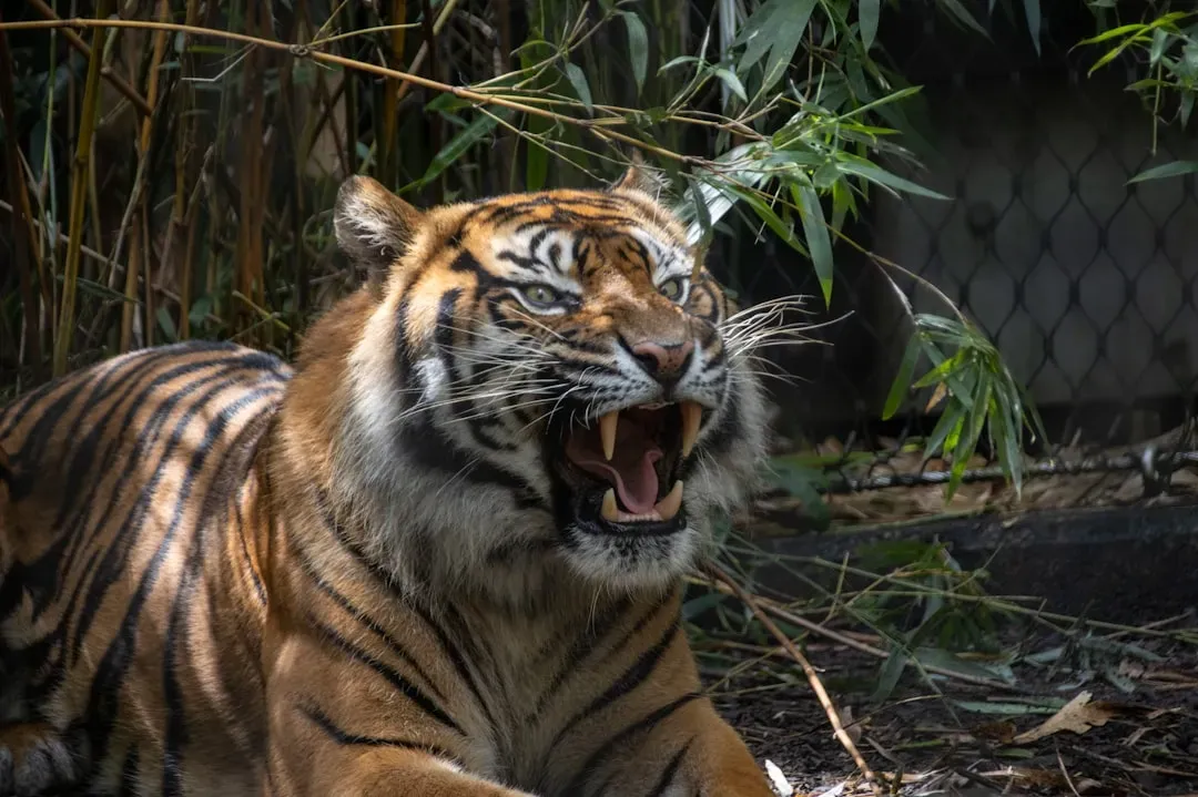 Why Your Attention Snaps to Teeth, Claws, and Yellow Eyes (Image Credits: Unsplash)