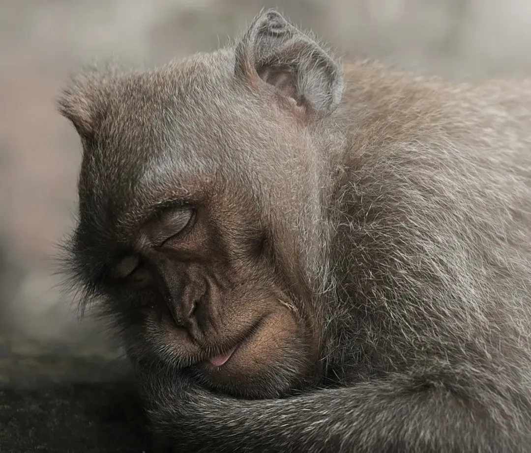What It Would Mean If Animals Really Do Wonder Whether They Are Dreaming (Image Credits: Unsplash)