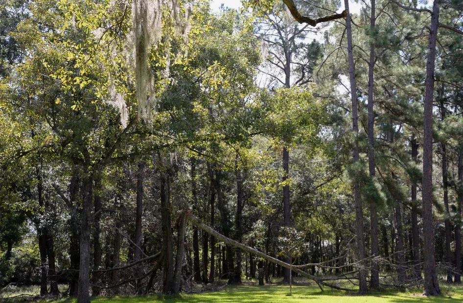 Warning Systems: When Trees Signal Danger (Image Credits: Flickr)