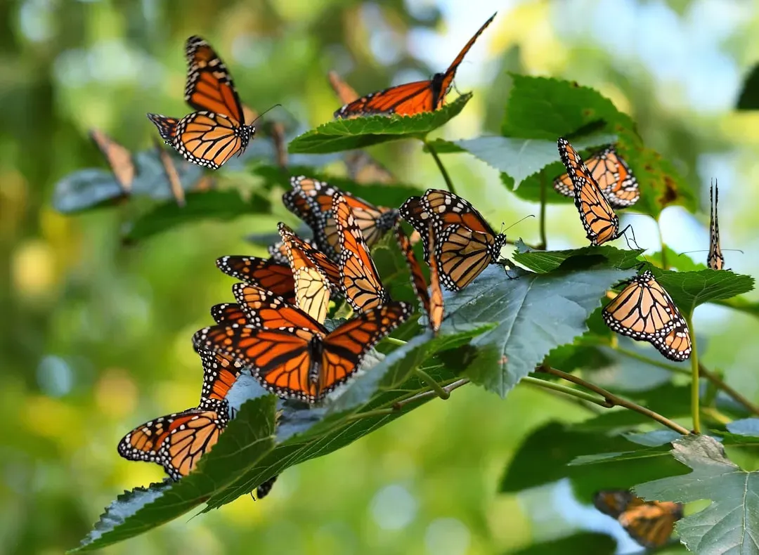 2. Monarch Butterflies Crossing Continents Without Ever Having Been There (Image Credits: Unsplash)