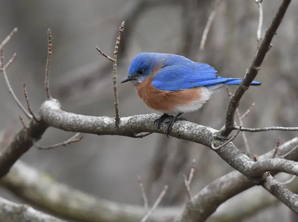 Conclusion: A Small Bird, a Big Shift in Heart (Wildreturn, Flickr, CC BY 2.0)