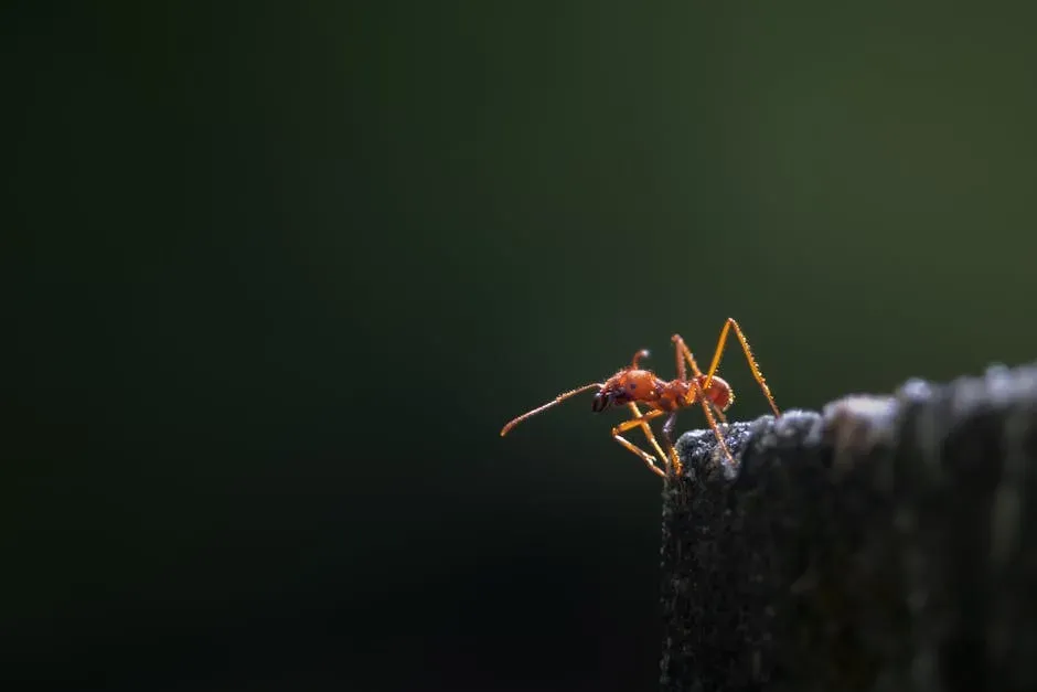 Ants That Use The Sun Like A Compass And Count Their Steps (Image Credits: Pexels)