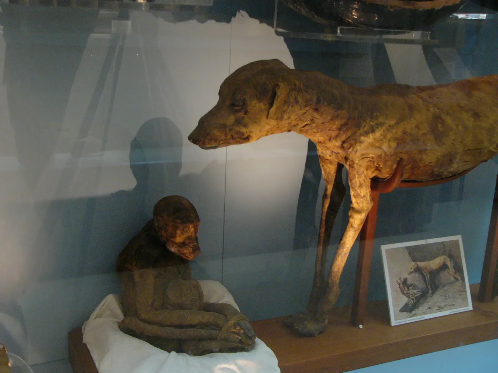 #14 - A Catacomb Built Entirely for Mummified Animals (By Namiac, CC BY-SA 3.0)